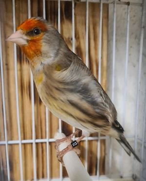 Stieglitz Mischling Hahn 