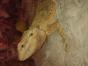 Wunderschönes Bartergamen Mädchen Abzugeben, sie ist eine ganz liebe 2 Jahre alt 