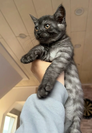 Britisch Kurzhaar Kater Leo 