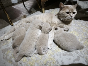 Bkh tabby Creme beige