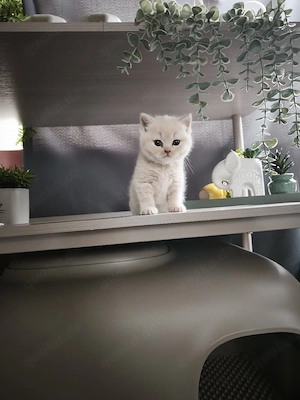 Bkh tabby Creme beige