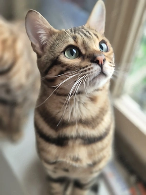 Bengal kater mit stammbaum 