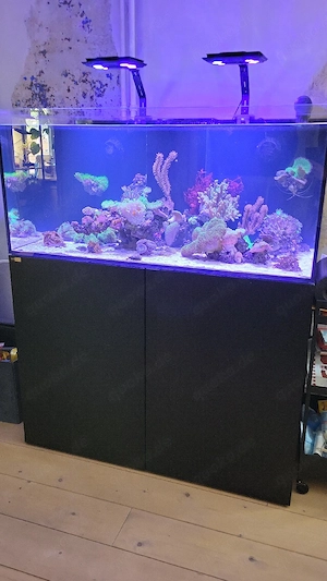 Meerwasseraquarium 