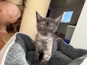 Britisch Kurzhaar Kater Leo 