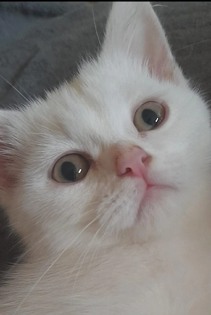 Wunderschöne Katze Bkh 