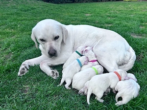 Wunderschöne weiße Labrador Welpen