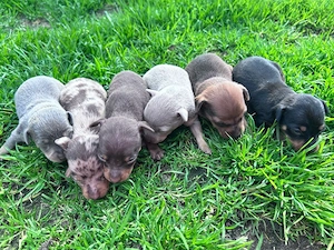 wunderschöne Prager Rattler Welpen in (verschiedewn Farben)