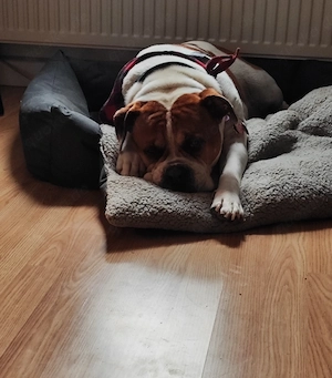 Bulldogge sucht ihr Heim 