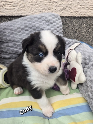 Australian Shepherd Welpen mit blauen und grünen Augen