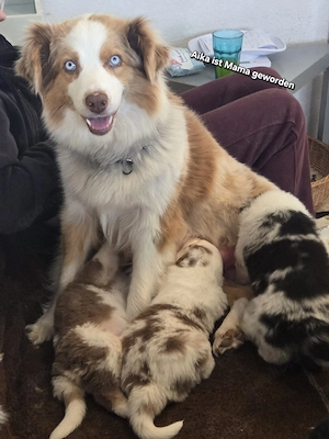 Australian Shepherd Welpen mit blauen und braungrüne Augen - image 7