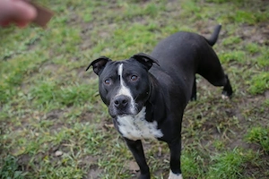 *JEMMA* Die liebe Hündin sucht Kenner ihrer Rasse mit liebevollem Zuhause