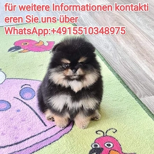 Zwergspitz Pomeranian Welpen ,reinrassig, liebevoll aufgezogen