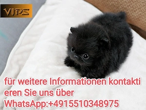 Zwergspitz Pomeranian Welpen ,reinrassig, liebevoll aufgezogen