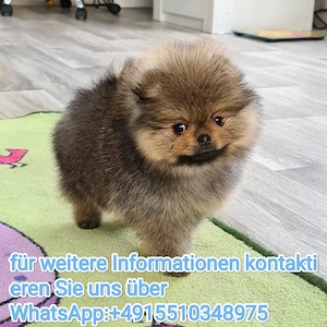 Liebevoll Zwergspitz Pomeranian Welpen ,reinrassig,  aufgezogen
