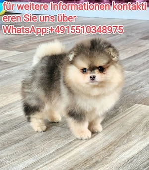 Zwergspitz Pomeranian Welpen ,reinrassig, liebevoll aufgezogen