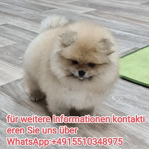 Reinrassig Zwergspitz Pomeranian Welpen ,, liebevoll aufgezogen