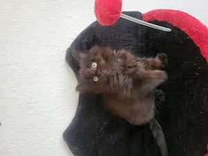 Mischlingskitten abzugeben 