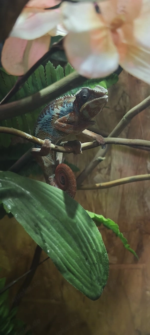 Pantherchamäleon männlich Furcifer pardalis Ambilobe red