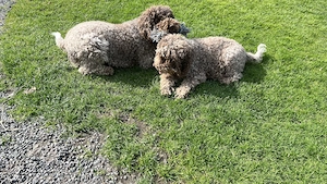 Lagotto Romagnolo Welpen 