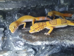 Leopardgecko von 2025