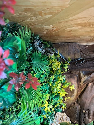 Schlange Schönnatter Blue Beauty + Terra 