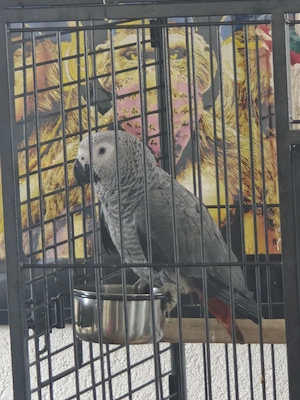 Graupapageien Hahn oder Paar 