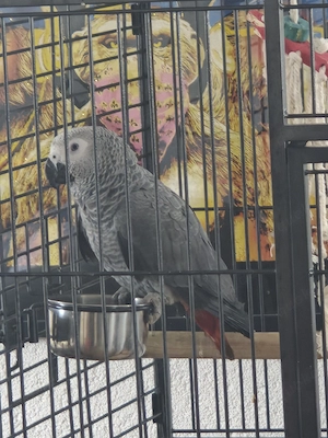 Graupapageien Hahn oder Paar 