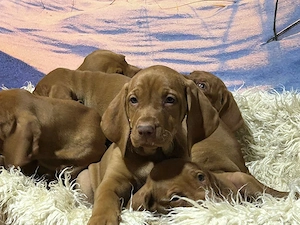 Wunderschöne reinrassige Magyar Vizsla Welpen