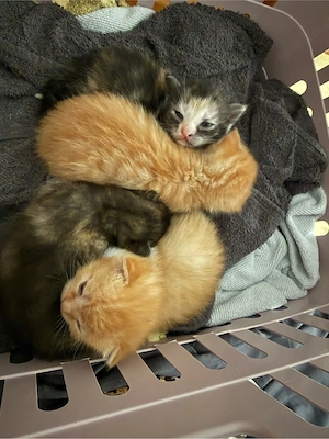 Katzen Kitten Siammix BKH Katze Siam 