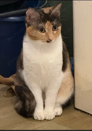 Katzen Kitten Siammix BKH Katze Siam 