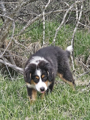 Austrian shepherd 4 monate