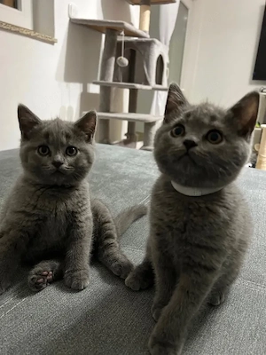 Süßer Britisch Kurzhaar Kitten (m) sucht neues Zuhause ab 29.04