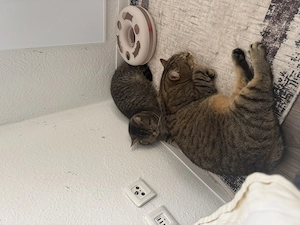 Vater und Sohn katze 