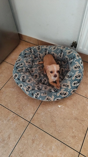 mia Sucht ein neues Zuhause 