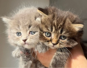 Britisch Kurzhaar Langhaar Kitten 