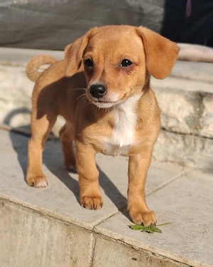 Süße Mäuse suchen Dosenöffner 