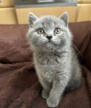 Zuckersüßes BKH Kitten. - Geimpft