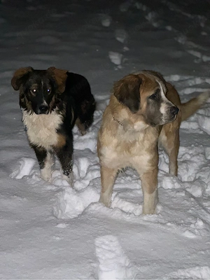 Berhardiner Mix Pärchen 
