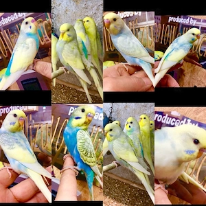 Handzahme Wellensittiche Rainbow Hagoromo-Helikopter  