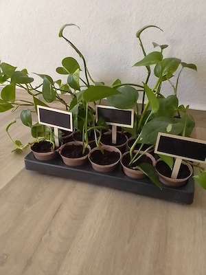 Ehfeutute Zimmer Pflanzen 