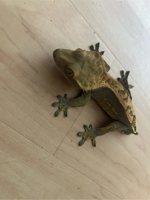 kronengecko mänchen 