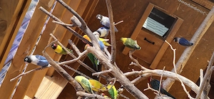 Argaporniten   Unzertrennliche 