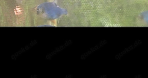 20 Moosbarben (  Farbschlag der Sumatrabarbe) abzugeben