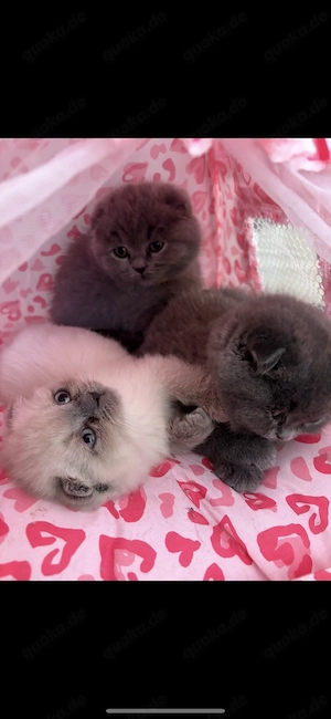 BKH Kitten    verschmust, gesund & ab sofort abgabebereit