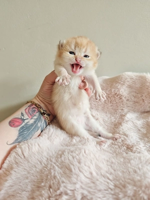 BKH Kitten, Babys letzte Mädchen