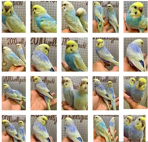 Handzahme Verschiedene Wellensittiche Rainbow Hagoromo