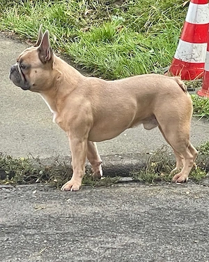 französische Bulldogge Deckrüde Blue Fown