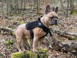 französische Bulldogge Deckrüde Blue Fown Bild 2