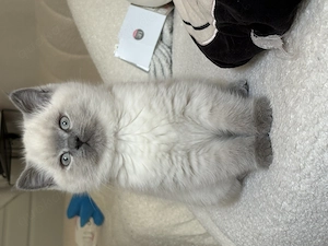 Wunderschöner BKH Kater 