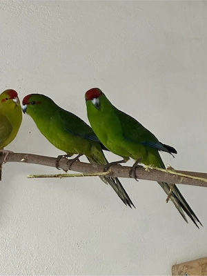 Ziegensittich Hahn Wildfarbig